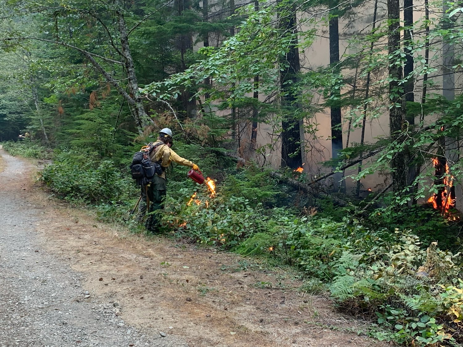 Firefighters conduct burn operations on the Goat Rocks Fire near Packwood Wednesday in this photo provided by the Gifford Pinchot National Forest.